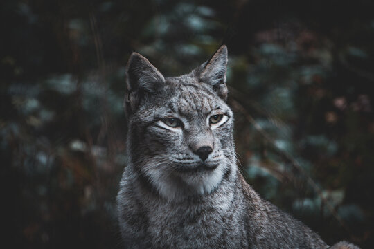 Wildkatze