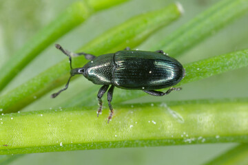 Aulacobaris coerulescens (formerly Baris). The larvae of this beetle from the weevil family damage cultivated plants of the cabbage family: radish, rapeseed, cabbage, cauliflower, broccoli and others.