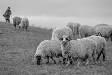Pasterz i owce - obrazy, fototapety, plakaty