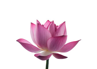 pink royal lotus on white background,isolated