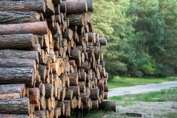 A pile of wood in the forest. Deforestation. Cut trunks of conifers.