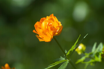 Asian globeflower (Trollius asiaticus) close up