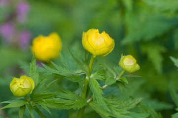European globeflower (Trollius europaeus) close up