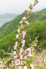 A close-up of peach trees blooming in spring.