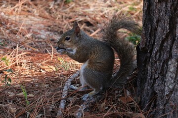 Eastern Gray Squirrel on Ground, Eating