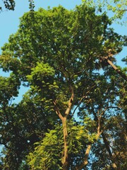 Trees in the park background | Mobile Wallpaper