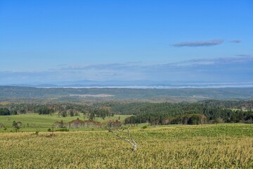 屈斜路湖展望台から見た雲海と赤く熟したナナカマドのコラボ情景＠北海道