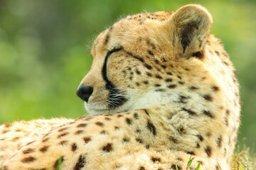 cheetah in the grass