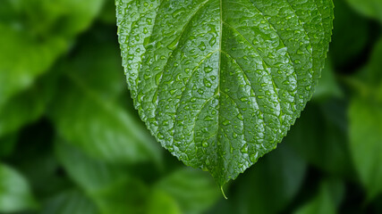 Rain drops on green leaf. Big water drop Water on green leaf.