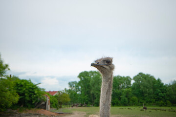 ostrich head in the sky