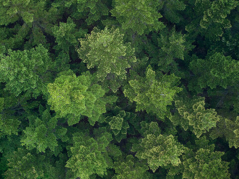 Texture Of Green Fir Trees Aerial View