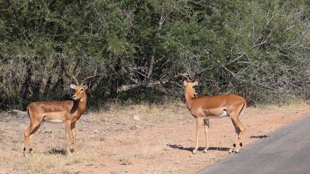 Impala rams fighting for dominance