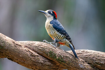 Red bellied woodpecker Melanerpes carolinus on a tree in Naples, Florida