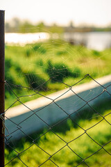 spider web on the fence