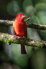 Red tanager in green vegetation. Bird on the big palm leave. Summer Tanager, Piranga rubra, red bird in the nature habitat. Tanager sitting on the big green palm tree. Wildlife scene from natur