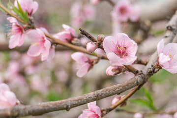 A close-up of peach trees blooming in spring.