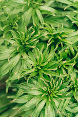 raindrops on green leaves