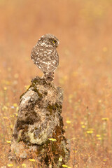Little owl at its favorite perch with the last evening lights of a late spring day