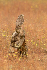 Little owl at its favorite perch with the last evening lights of a late spring day