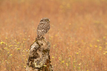 Little owl at its favorite perch with the last evening lights of a late spring day