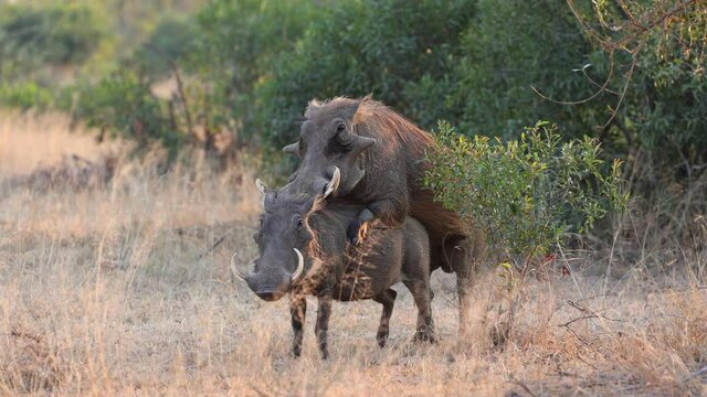 Mating pair of big warthogs