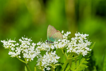 butterfly on a flower
