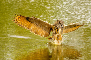 Detailed close up of a wild eagle owl. The bird of prey flies with outspread wings just above the water of a lake. Grabs the prey with its paws. Reflection in green water. Water splashed high - obrazy, fototapety, plakaty