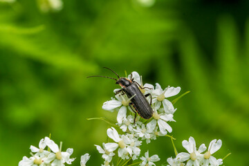 macro of a bug on a flower