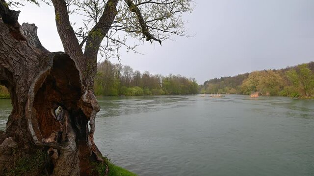 Beautiful River Krka in Slovenia. A tree with a hole in the foreground. Otocec Nature Park. Static shot, wide angle, real time
