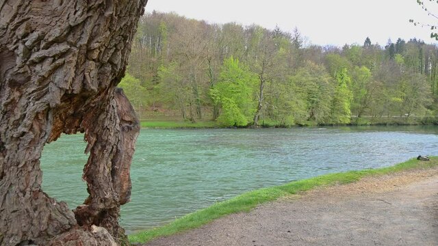 Beautiful river Krka in Slovenia. A tree with a hole in the foreground. Otocec Nature Park. Static shot, wide angle, real time