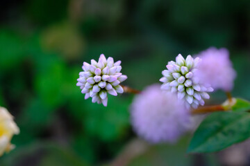 ヒメツルソバの花（アップ）