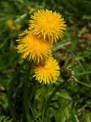 dandelions on meadow at spring close up