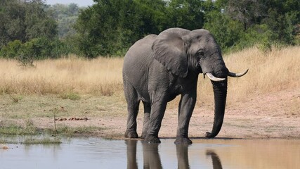 Big african elephant drinking water