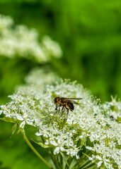 bee on a green leaf