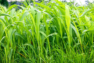 Organic green grasses and plants close up