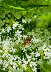 butterfly on a leaf