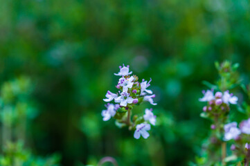 thyme blossoms