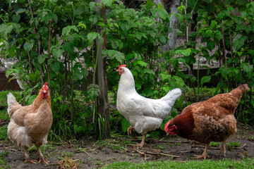 Three adult chickens are walking in nature. Hens of white and variegated color on a background of green leaves in the garden. Free-grazing domestic hens.
