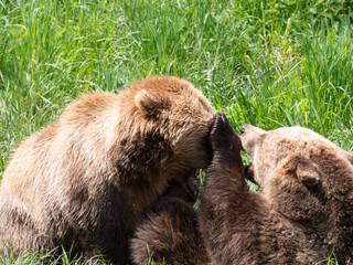 brown bear cub