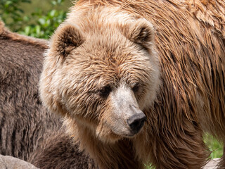 brown bear close up