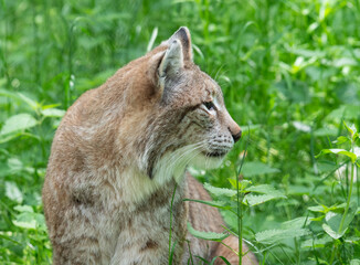 lynx in the grass
