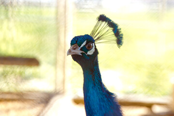 Beautiful colorful peacock in cage . The peacock has iridescent blue and green plumage, mostly...