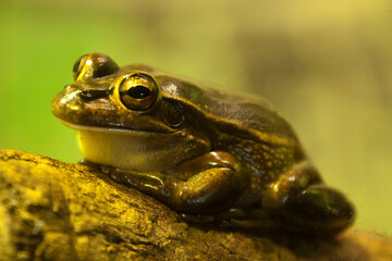 Sydney Australia, Litoria aurea or Green-and-golden bell frog has a bright green back with gold patches, although it can become almost completely dark brown when the frog is cold or inactive
