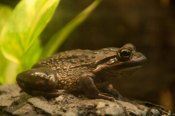 Sydney Australia, yellow-spotted bell frog is a critically endangered endemic to southeastern Australia