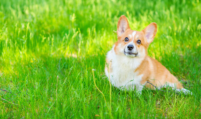 Redhead corgi dog for a walk in a summer park lying on green grass and looking at the camera