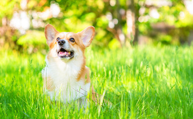 Ginger corgi dog for a walk in a summer park lying on green grass