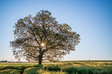 Obraz premium walnut tree in the field
