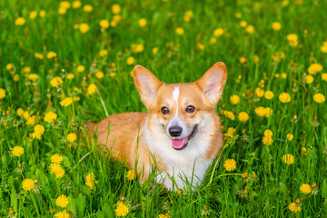 Red-haired corgi dog for a walk in a summer park lying in a field with yellow dandelions looking into the frame