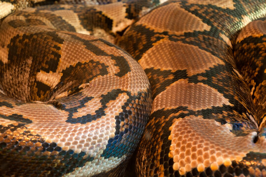 Sydney Australia, closeup of the skin of a  malayopython reticulatus or reticulated python the world's longest snake