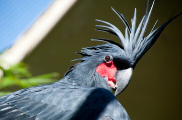 Sydney Australia, close-up of a palm cockatoo  also known as the goliath cockatoo or great black cockatoo is native to New Guinea, Aru Islands, and Cape York Australia